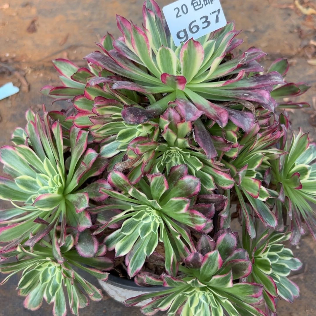 637天河，，满20包邮嘟叮熊