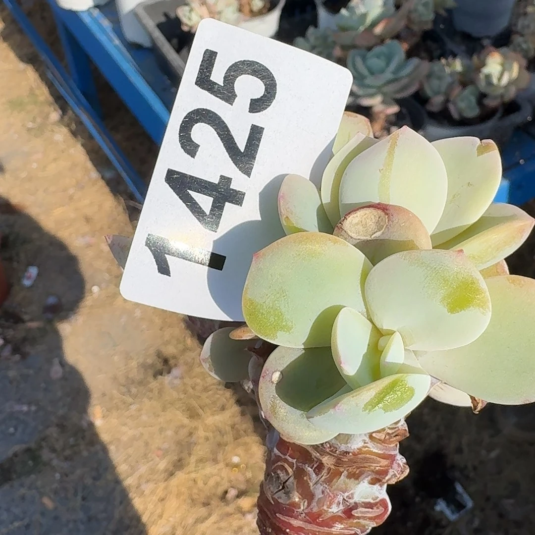 爱****）1556666666666666665