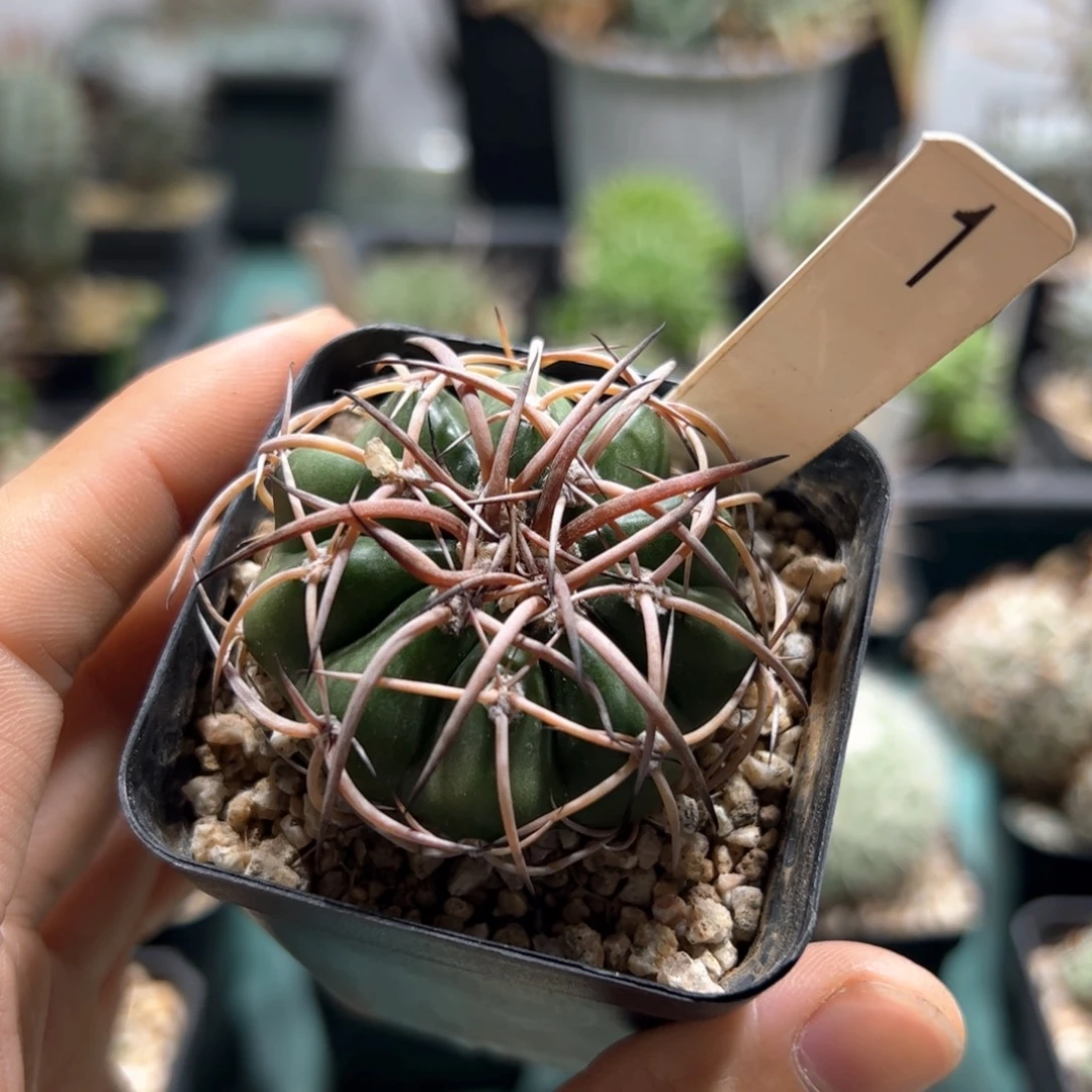 实生圆盘玉 脱土发货多肉植物
