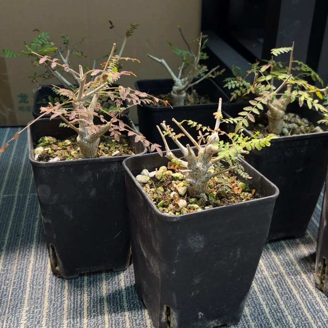 木 尼勒达乳香实生福利