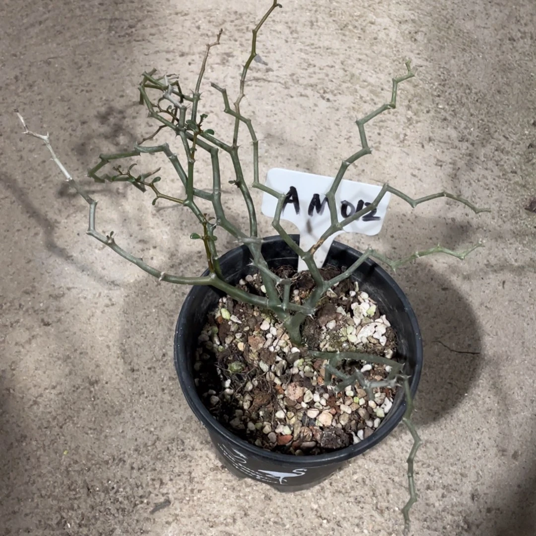 弯曲龙一物一拍植物