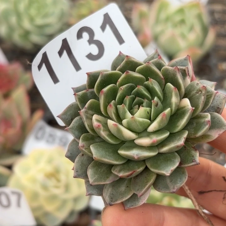 头盖锦满18包邮当场凑单不满包邮次日发顺丰到付