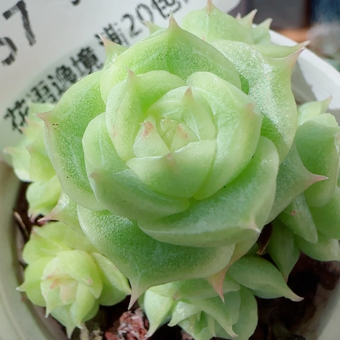 花语逸镜0928-157散