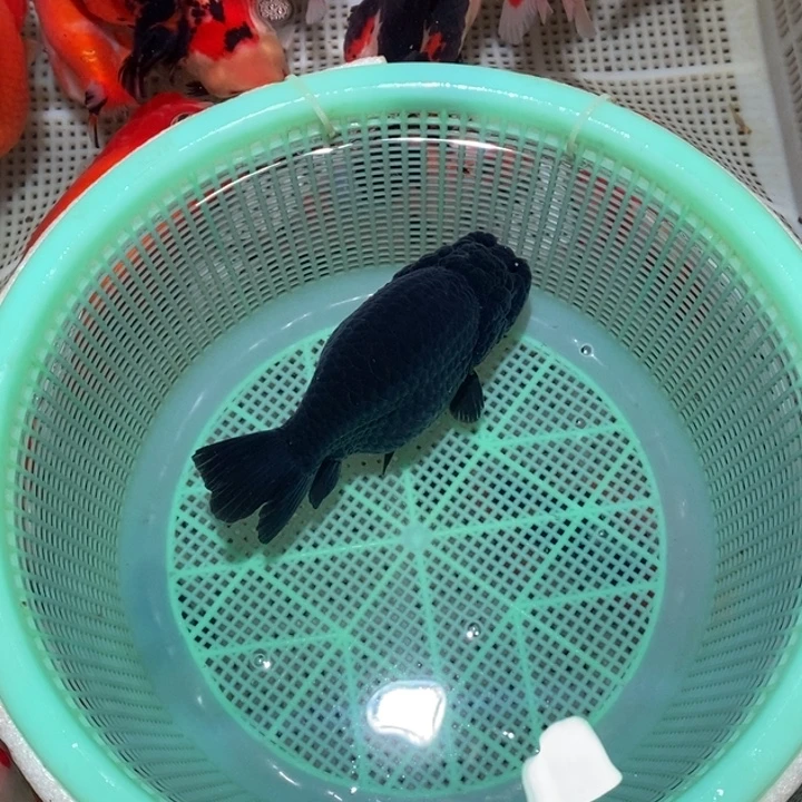 海水鱼开播福利价格大蓝黑