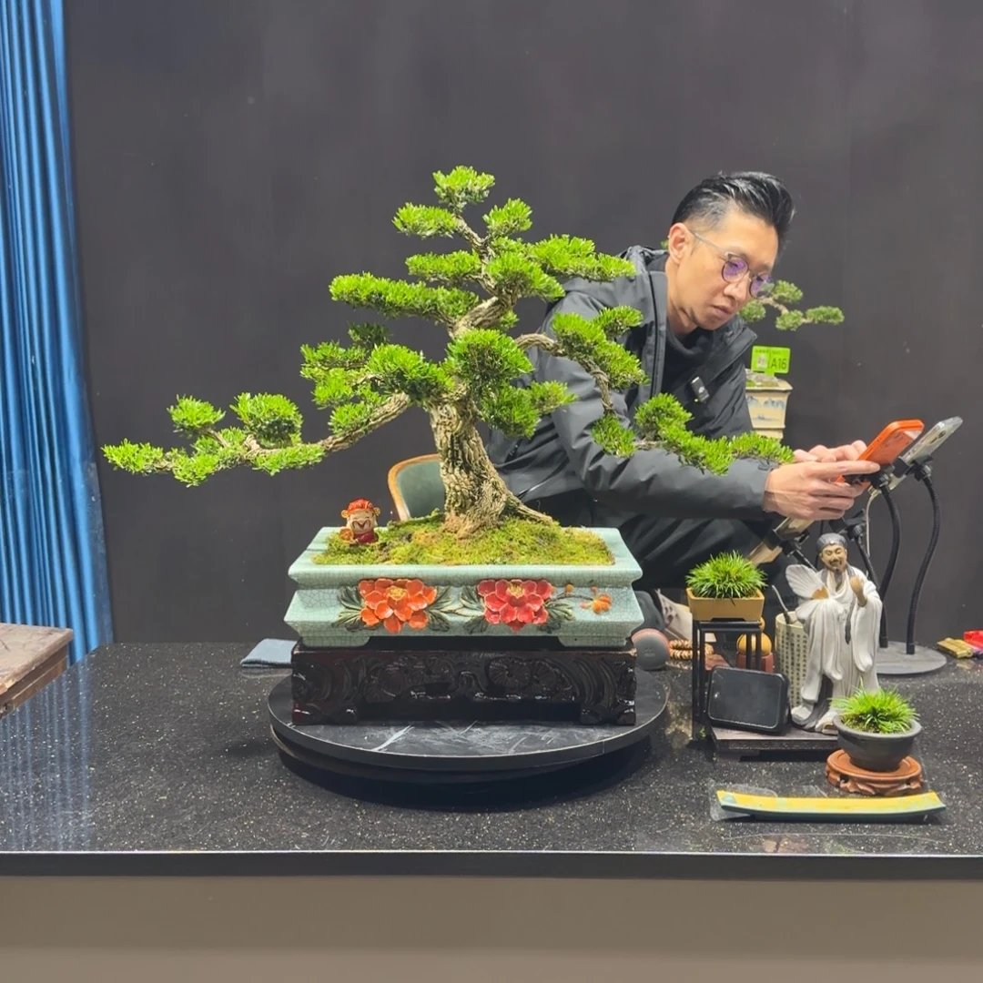 以实际为准黄杨室内室外盆景艺术