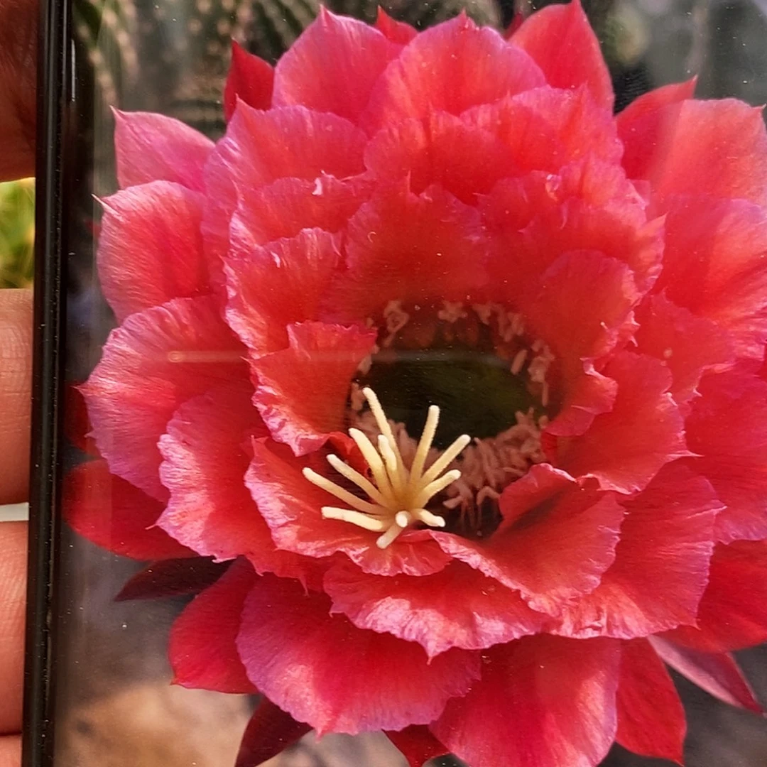 毛 牛牛侧芽歪20包邮/5公分