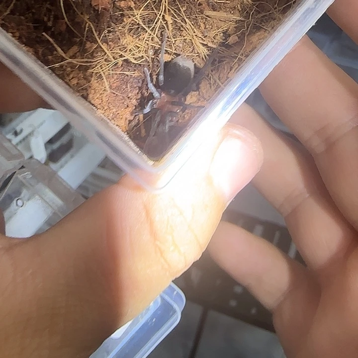 血背4厘米一对，福利活动