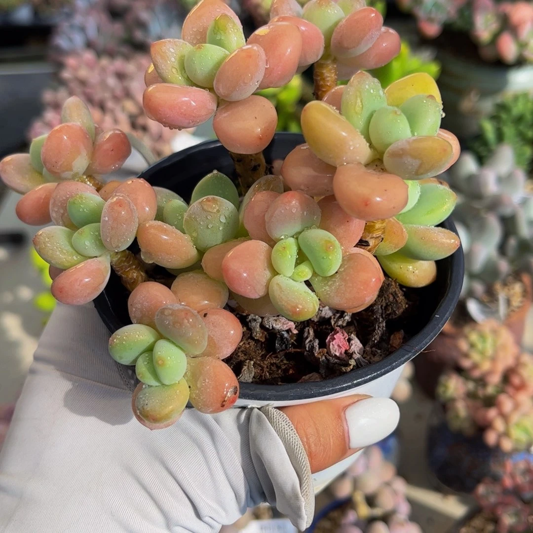 610-奶油洛神多肉10cm
