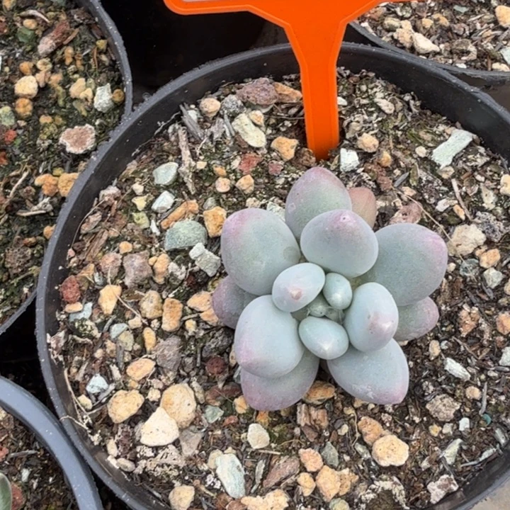 百灵一物一拍496.