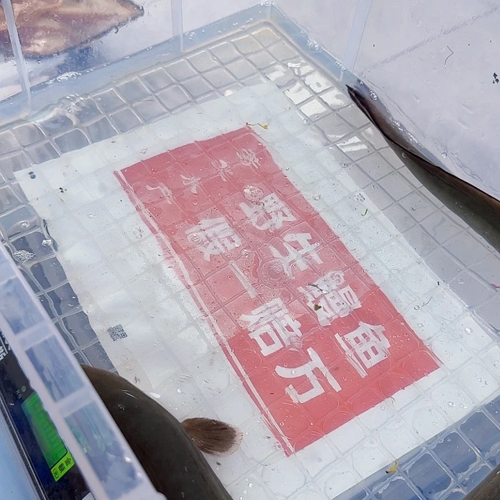 野生鳗鱼一斤六两