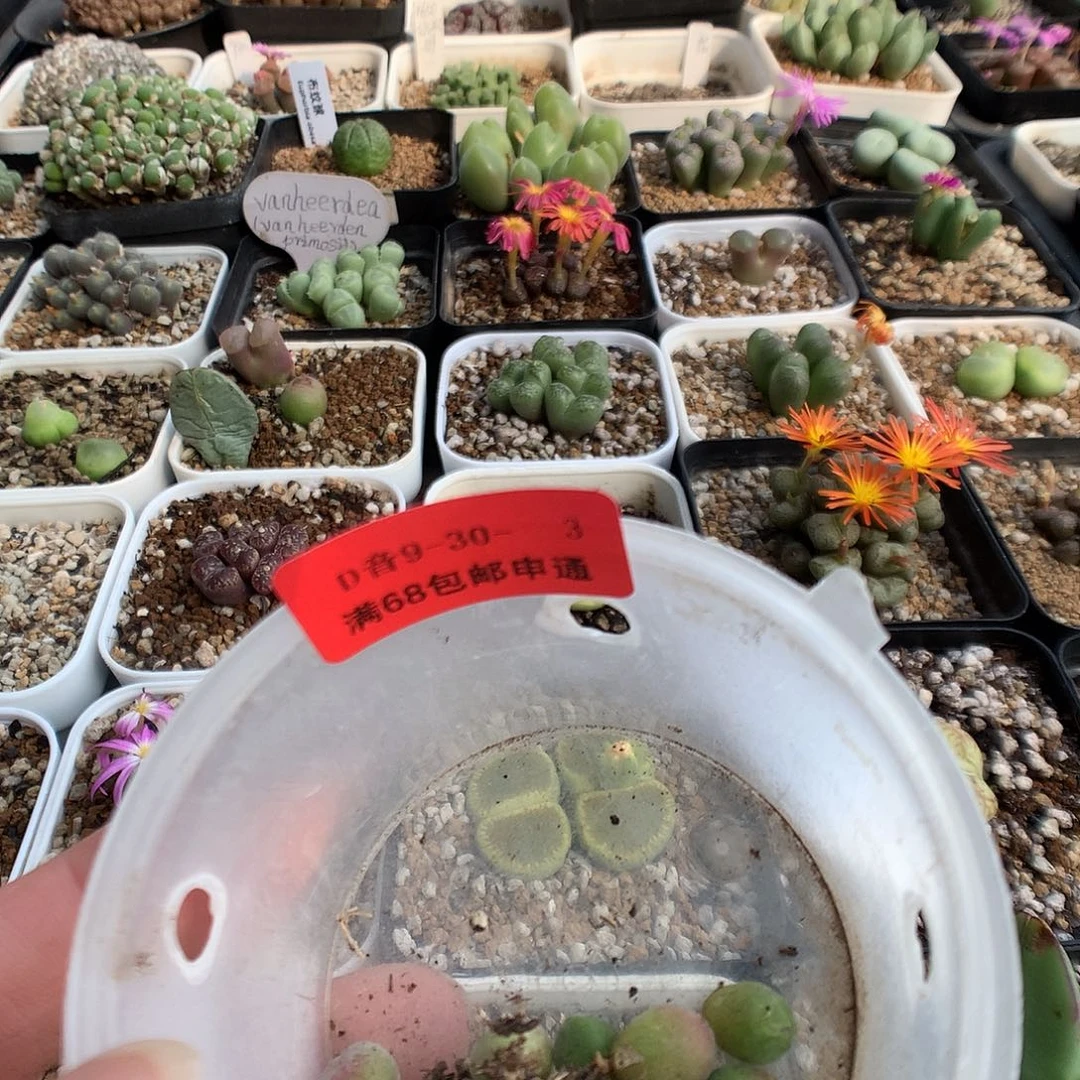 9-30-3 空蝉 伯毅