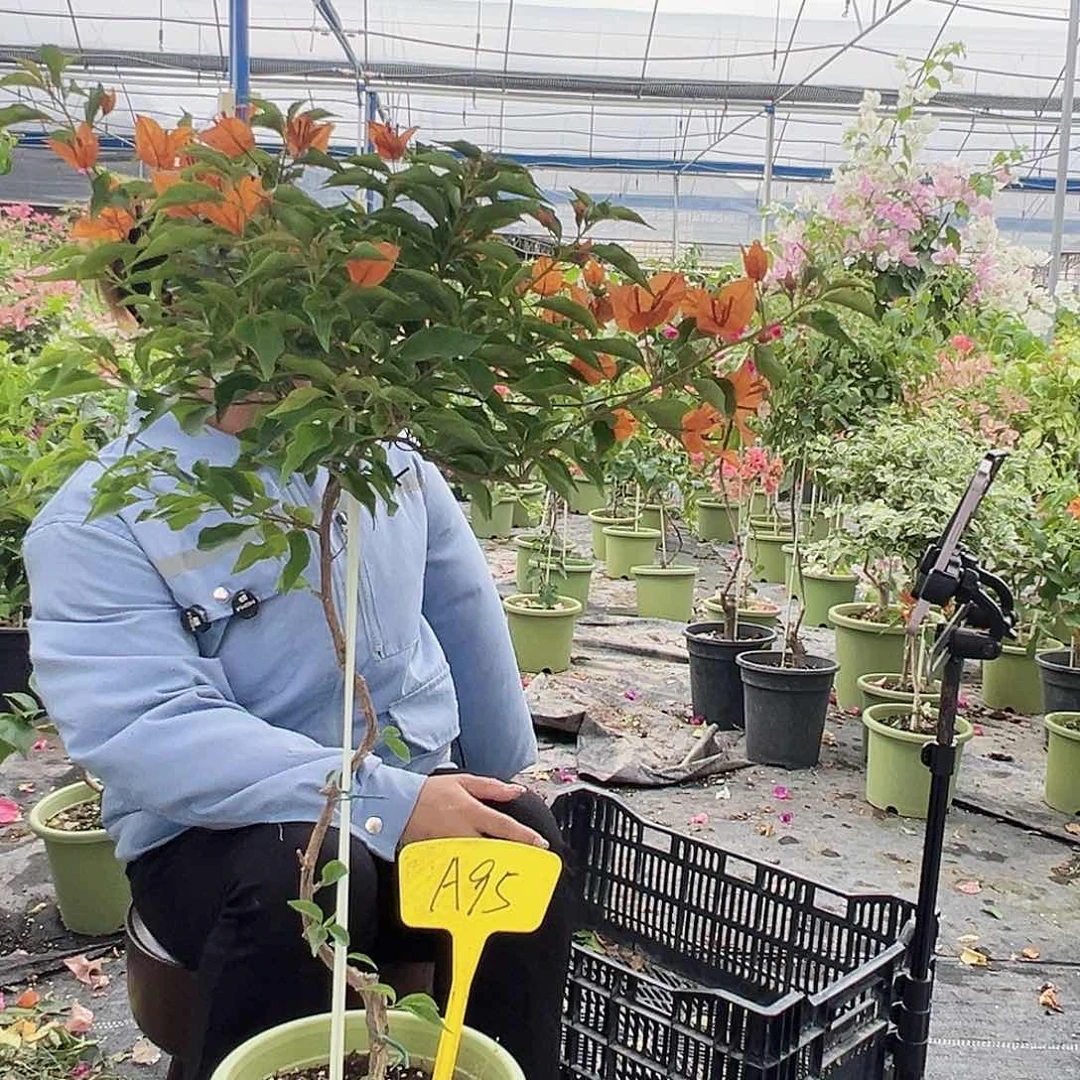用***5当前无花栽培后可以开花A95橙桑巴
