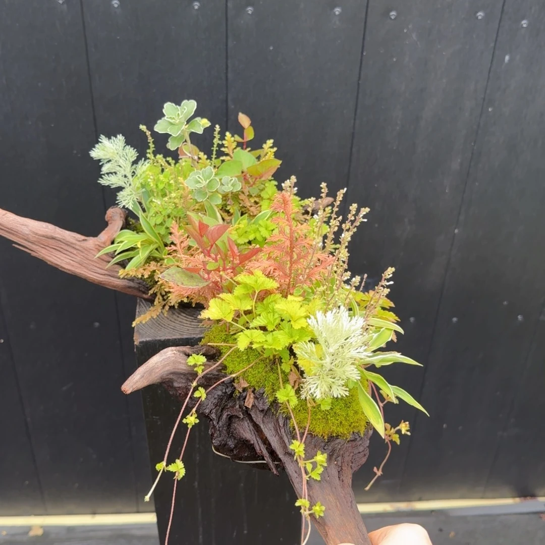 心****无花朵山野草枯木