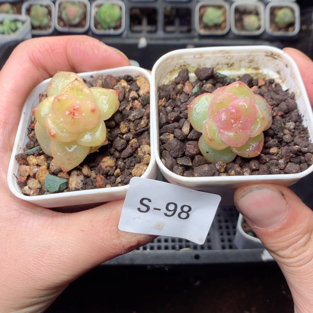 无花朵S98yyyyyyyyy