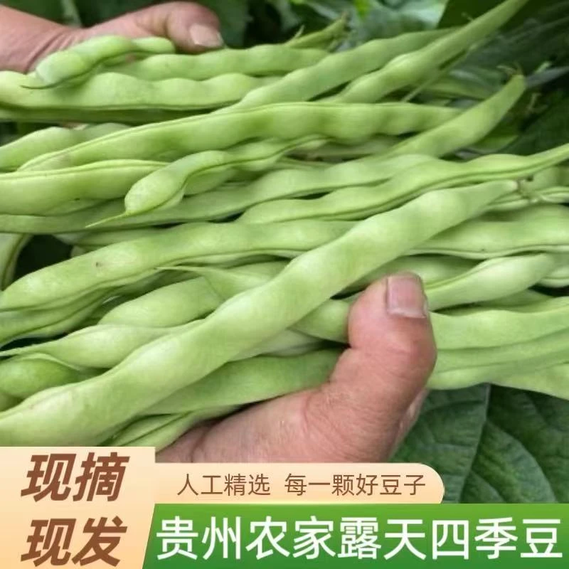 贵州农家自种棒豆新鲜四季豆新鲜四季豆芸豆花豆嫩豆时令蔬菜脆嫩