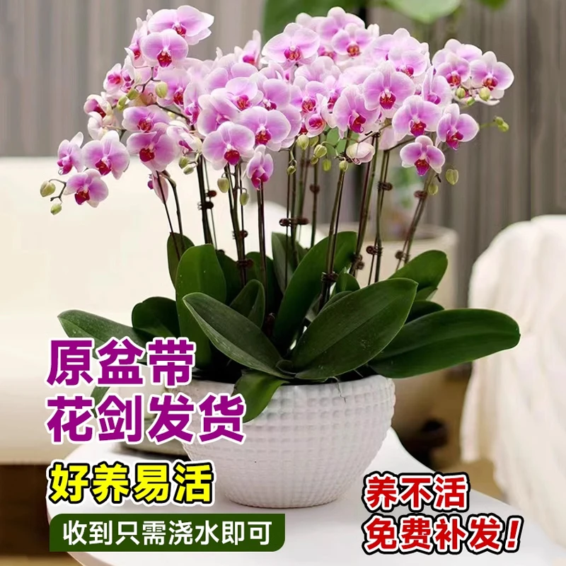蝴蝶兰盆栽带花苞秋冬耐寒鲜花卉绿植物室内兰花苗大易活四季开花