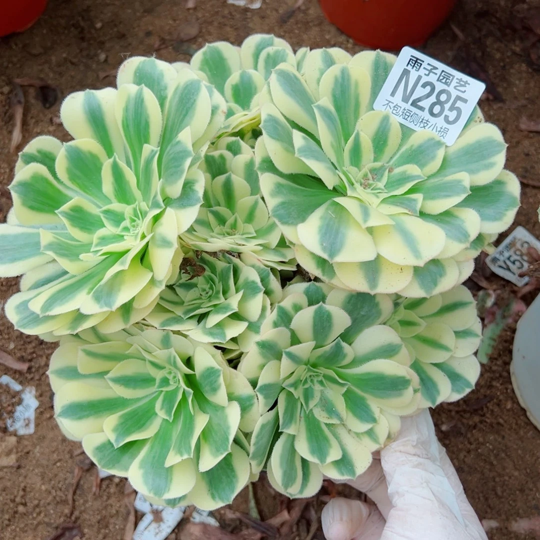 饭***饭285福袋雨子多肉不售后