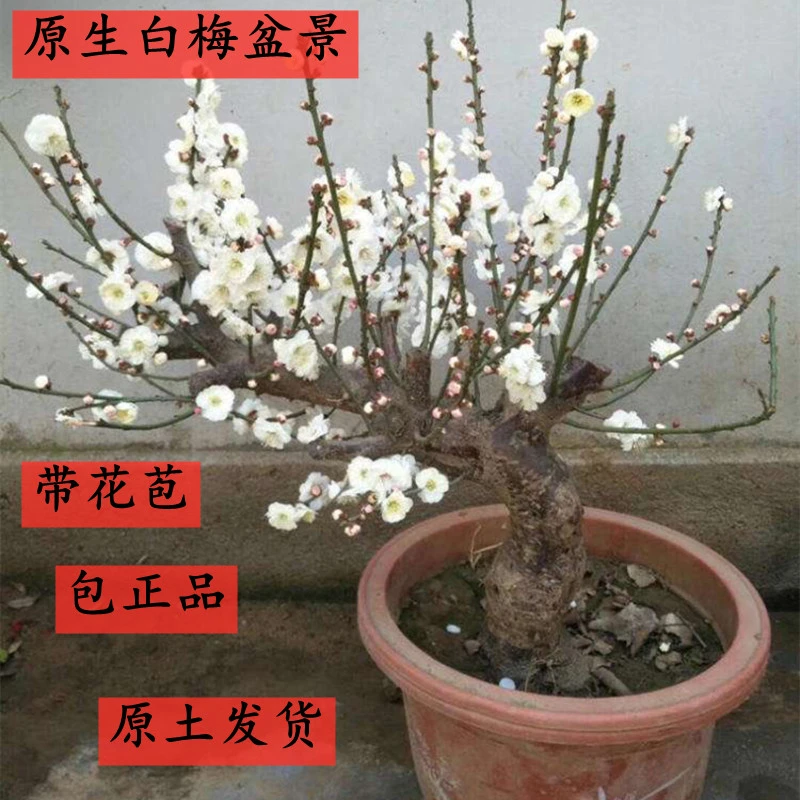 原生白梅盆景玉蝶白梅盆栽白梅花盆景带花苞耐寒花卉植物室内花卉