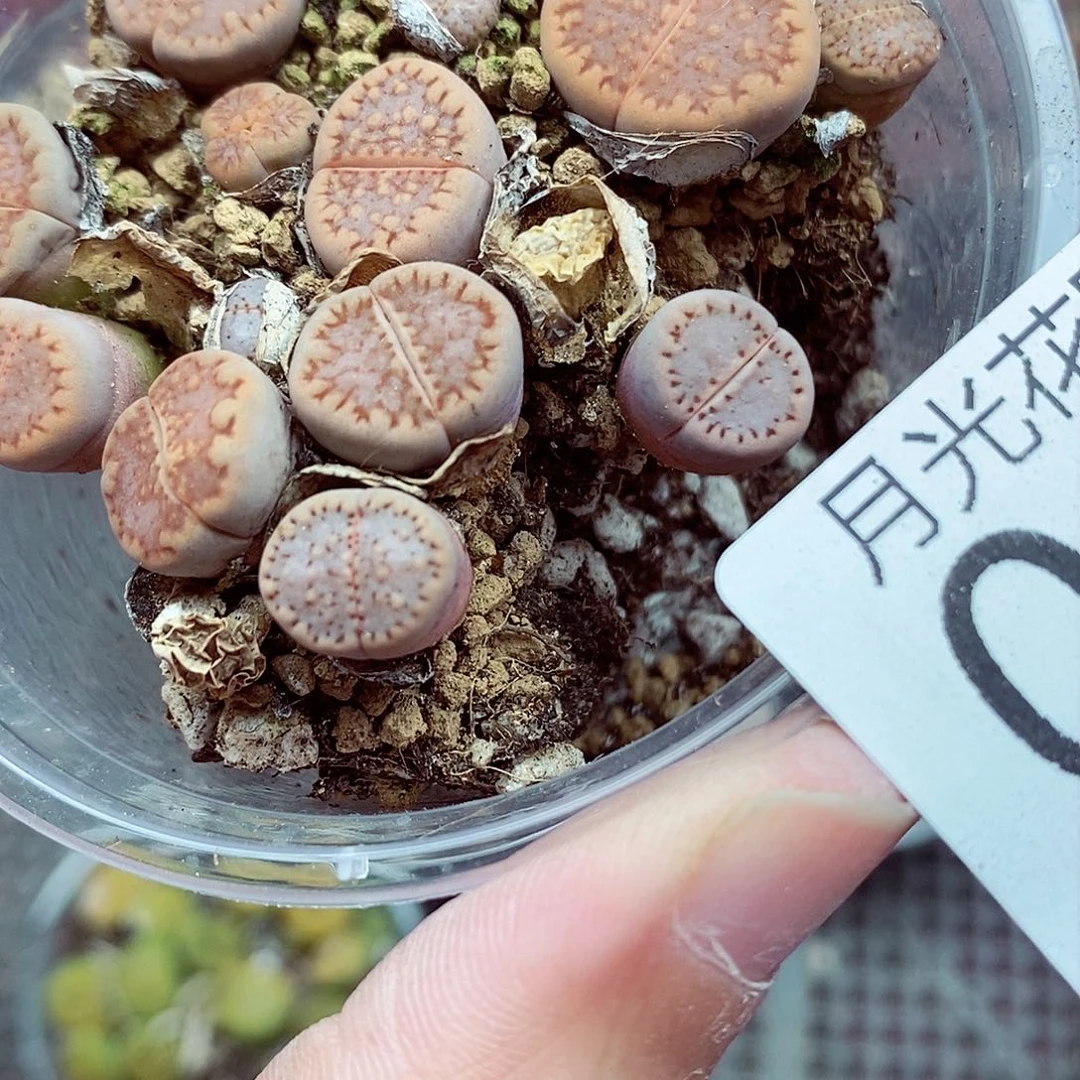 一直以为在这个世上003