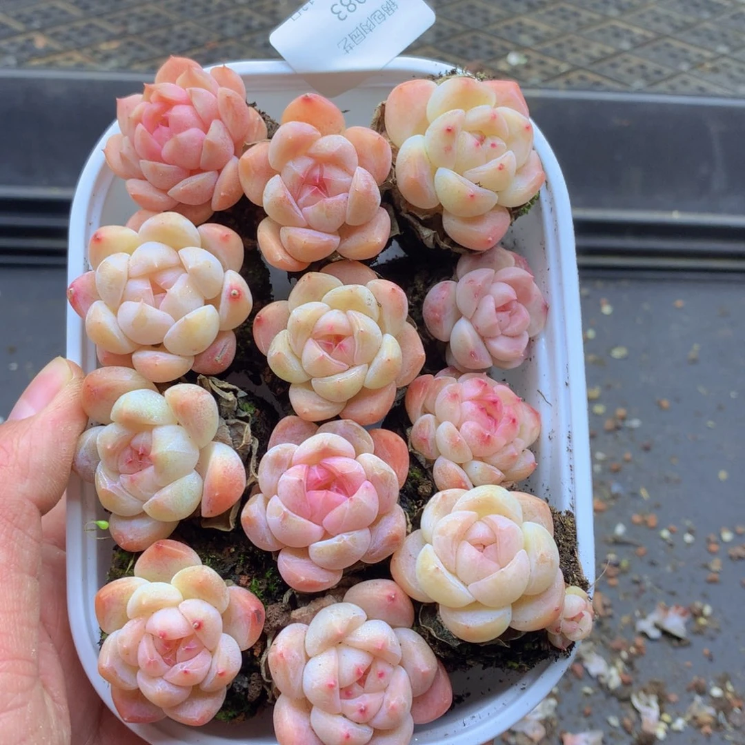 反反复复还是很开心083