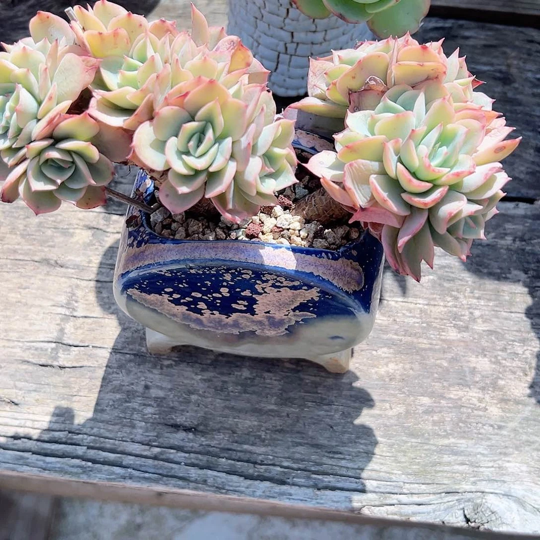 ?**?白雪公主缀多肉植物脱土