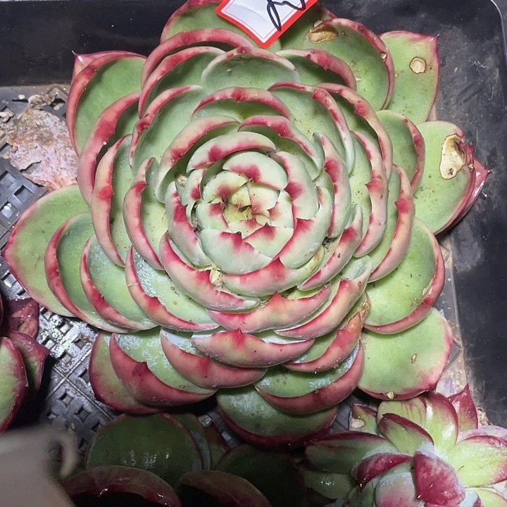 *****20////////////////