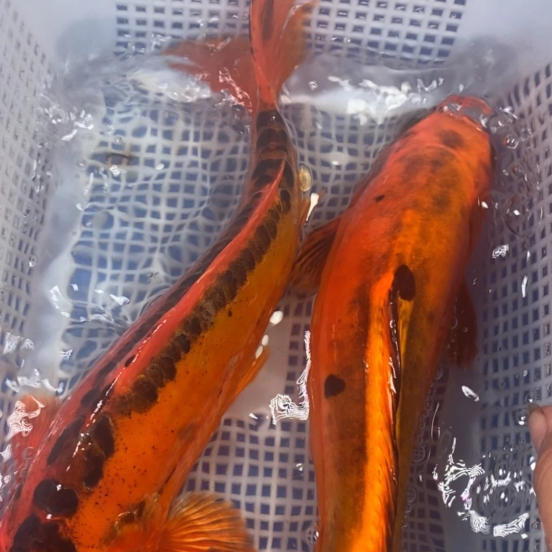 锦鲤冷水锦鲤包邮