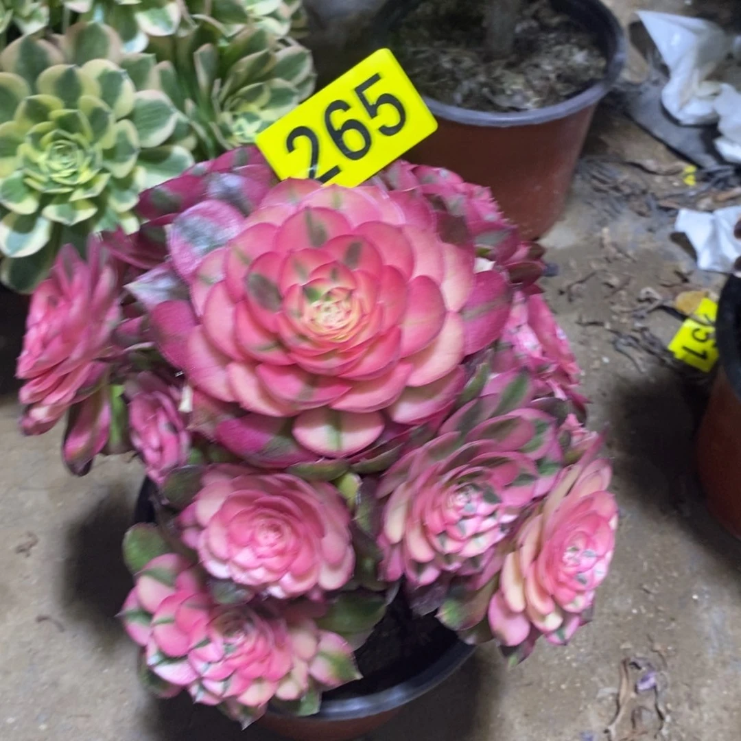 星*青城多肉法师265