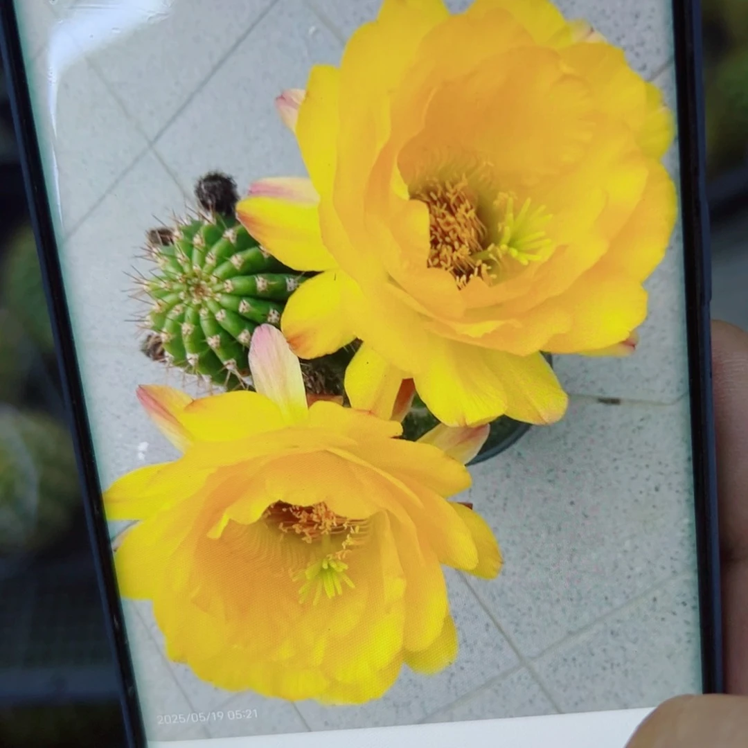 下16毛黄金酒杯歪无根侧芽4公分左右20包邮