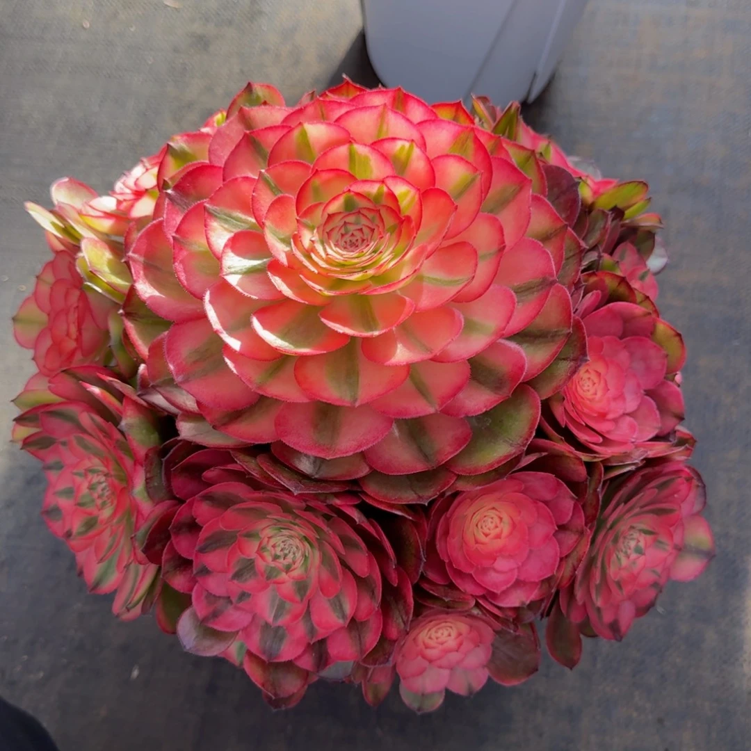 徐***姐荔枝 法师脱土发货