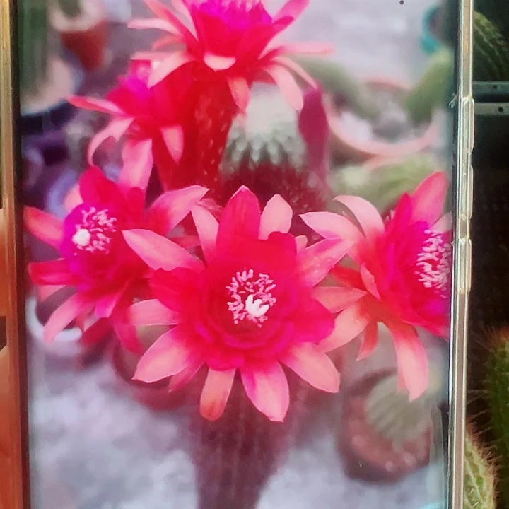 金妞摩尔紫色侧芽拍一发二