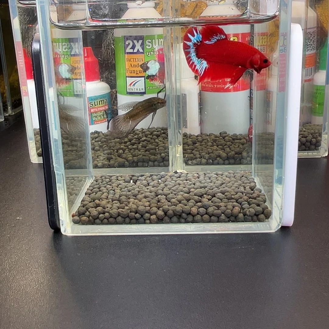 斗鱼58号1021早红肉