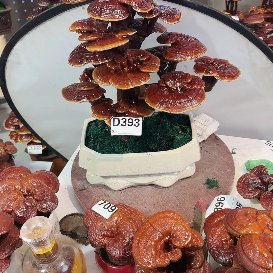 谢***下无花朵灵芝8888888888888888