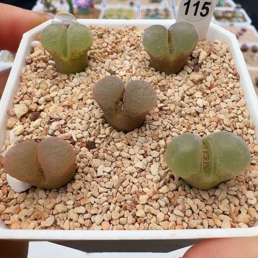 多肉植物福利清盒红宝石115