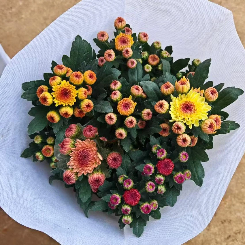 宝莲灯雏菊盆栽多年生耐热耐寒室内阳台庭院四季开花花苞发货