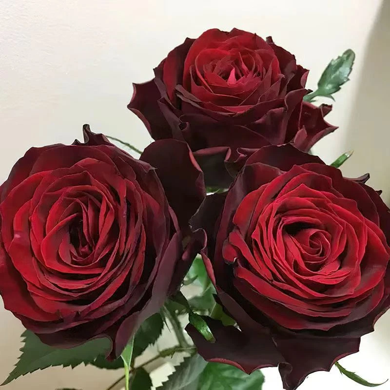 静静的花园【所爱之人】月季 橙色多盟 灌木大花 黑红色 切花玫瑰