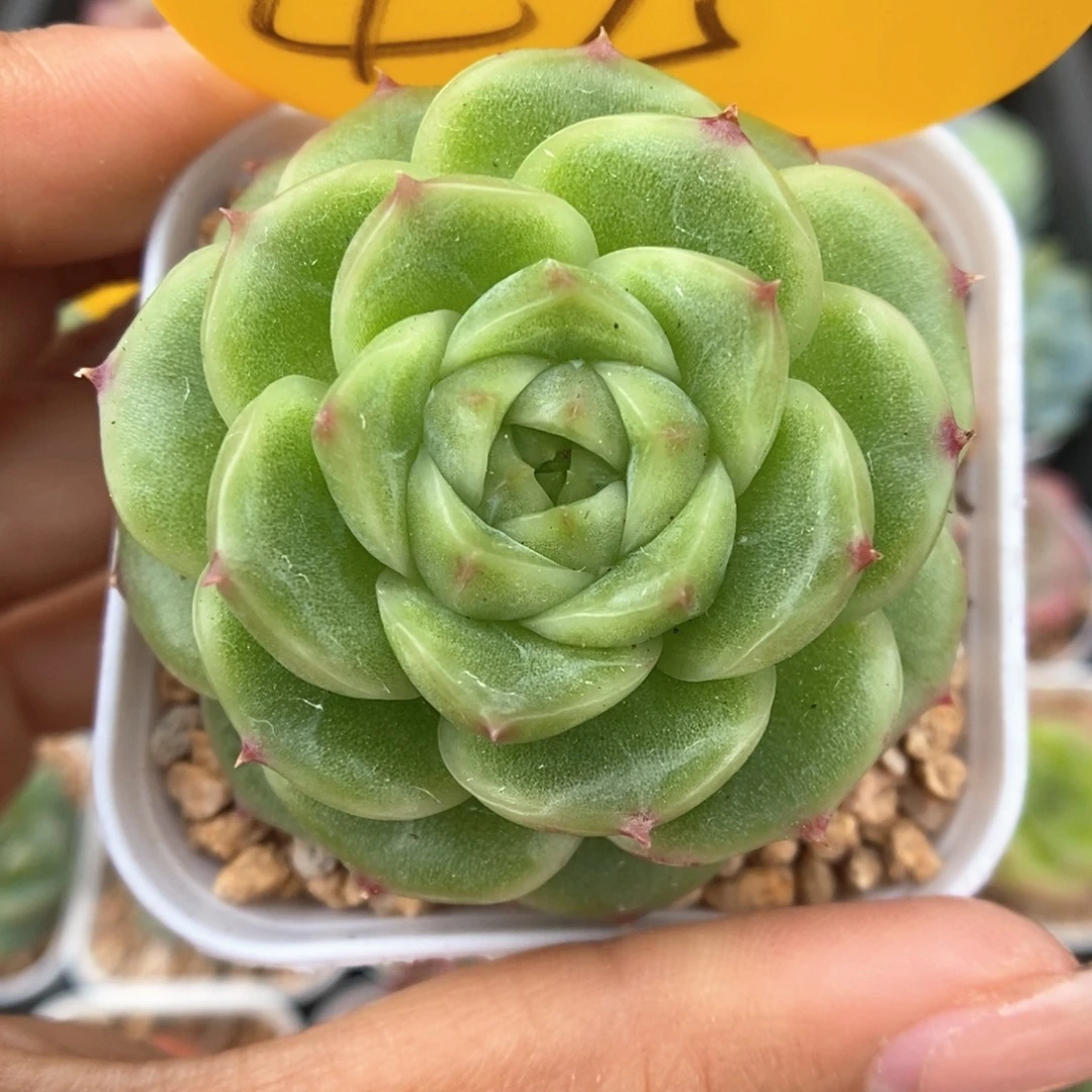 蜜蜡麦秆可拍475号。