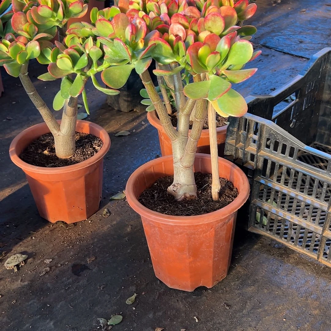 完全开放黄金花月一物一拍