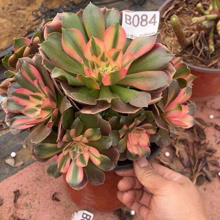 香妃多肉植物084.