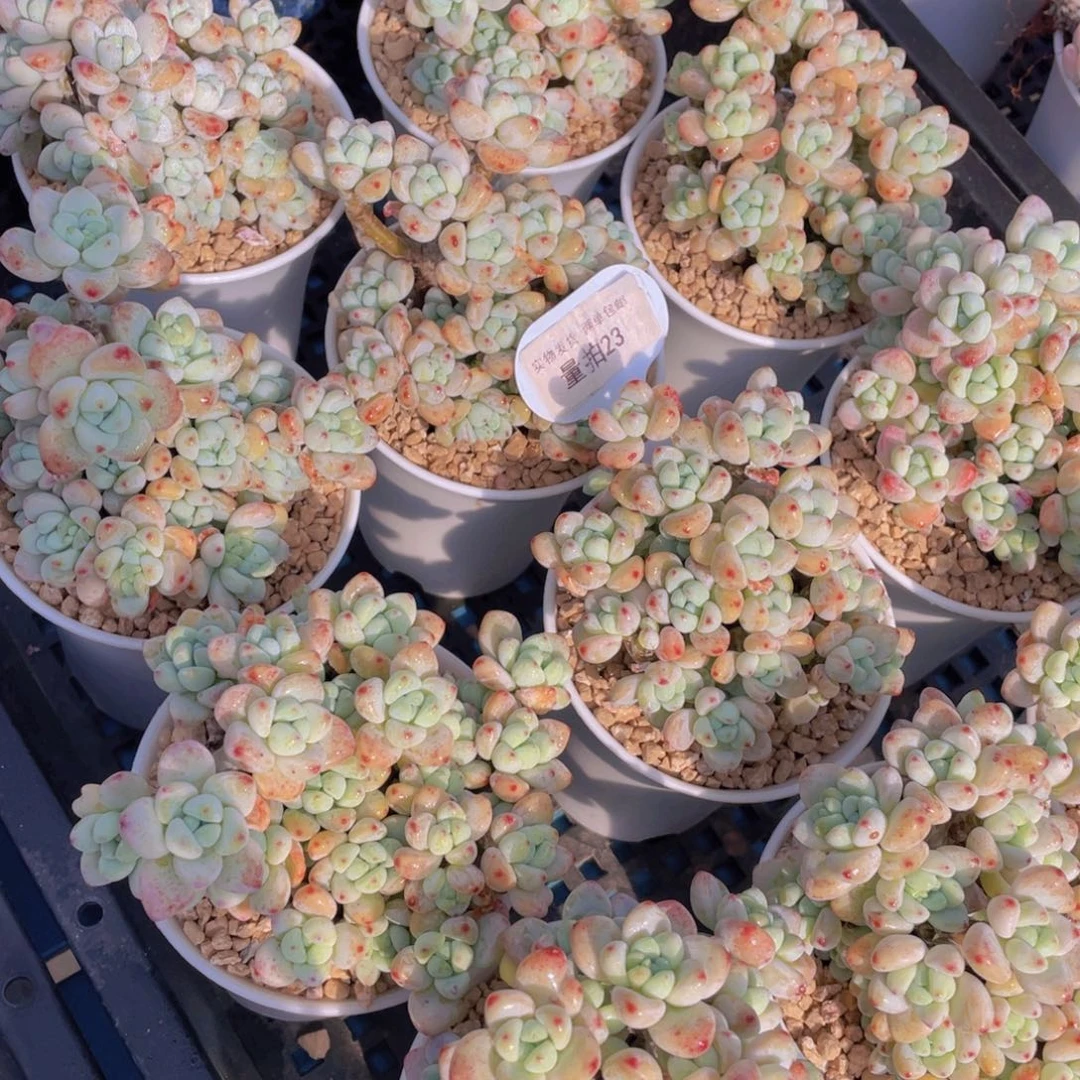 量拍23号胭脂果冻罗琦老桩群一个