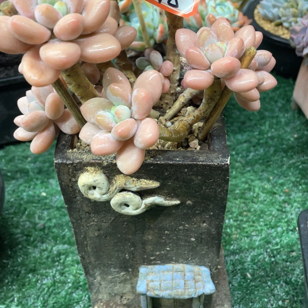 098 一物一拍28包邮