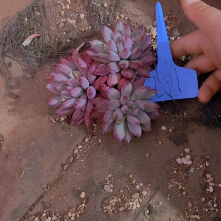 我自己买票吧明天