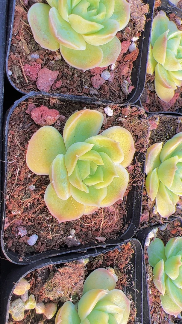 65虾饺（满9.9包邮）