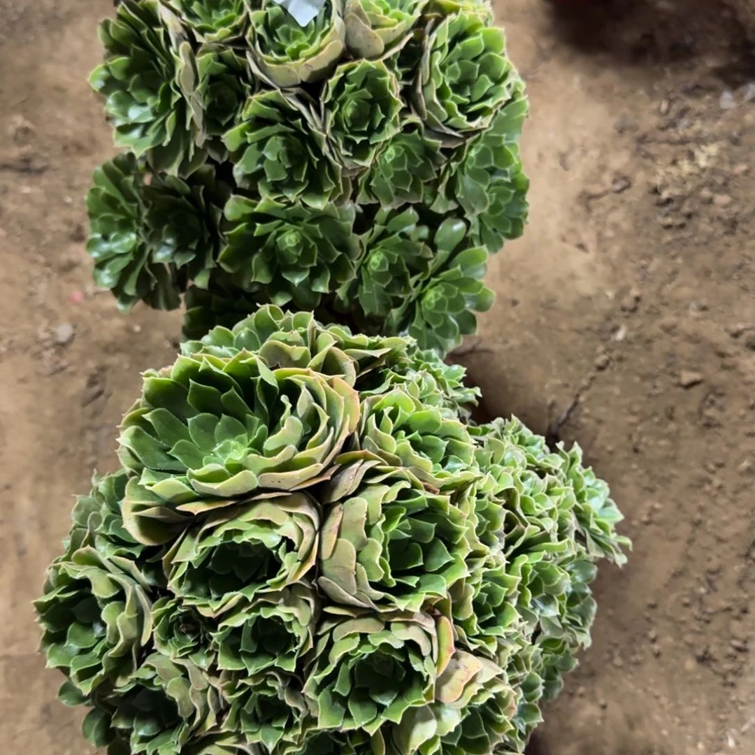 一**缘316号2颗绿杨清棚不包损
