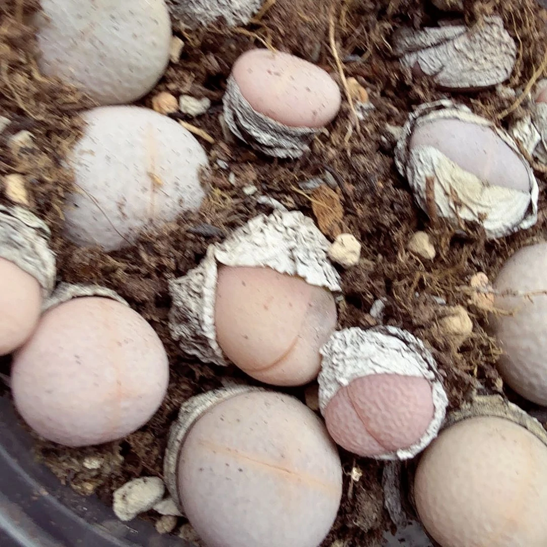 哈哈哈笑到打屁啊这不246不