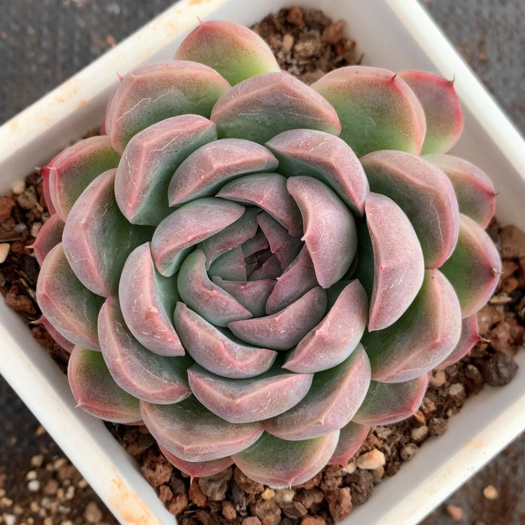 4699杂交多肉植物