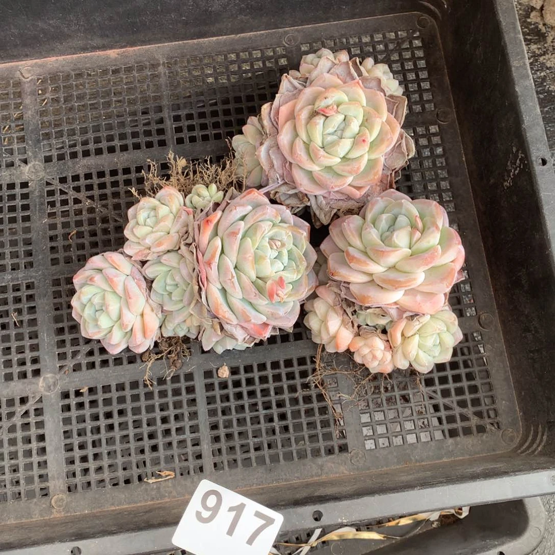 千****技917冰玉多肉植物组合