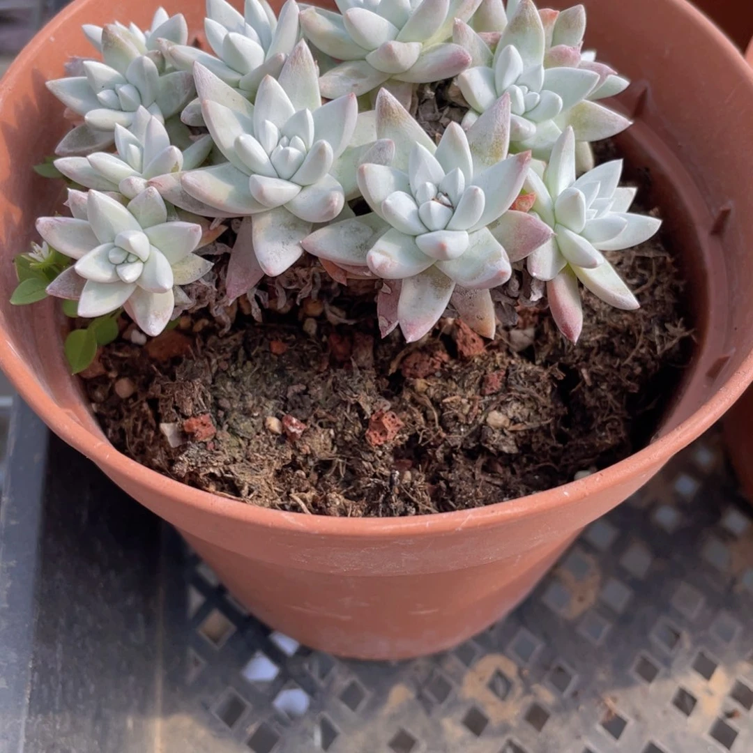 白菊多肉9.9包邮发货