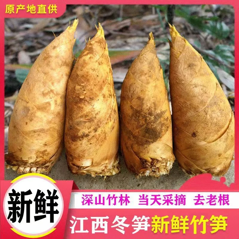 冬笋新鲜现挖高山竹笋野生带壳两头尖春笋当季黄泥时令当季蔬菜