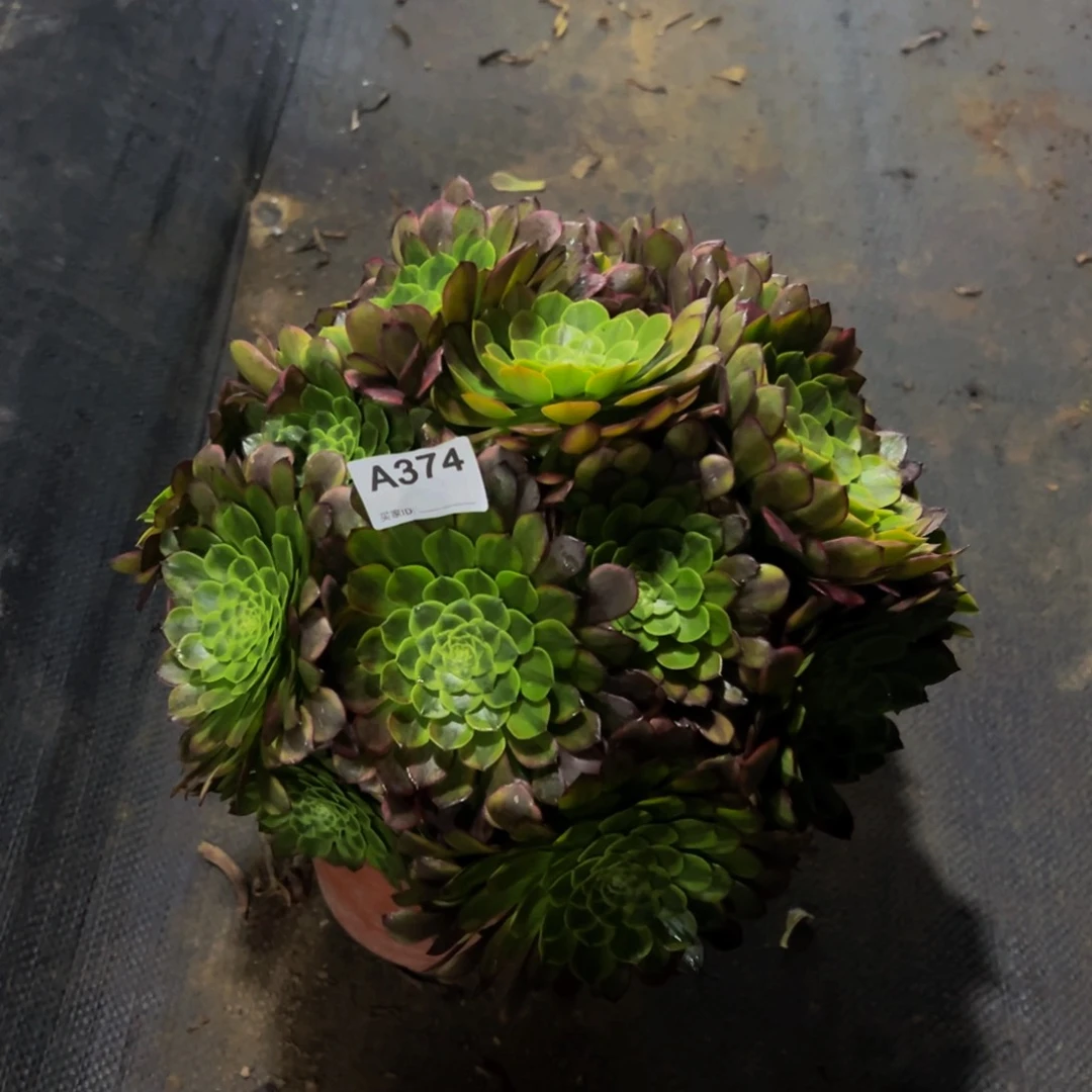 黑*珠374嘉年华法师，多肉植物